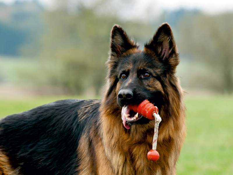 Deutscher Schäferhund