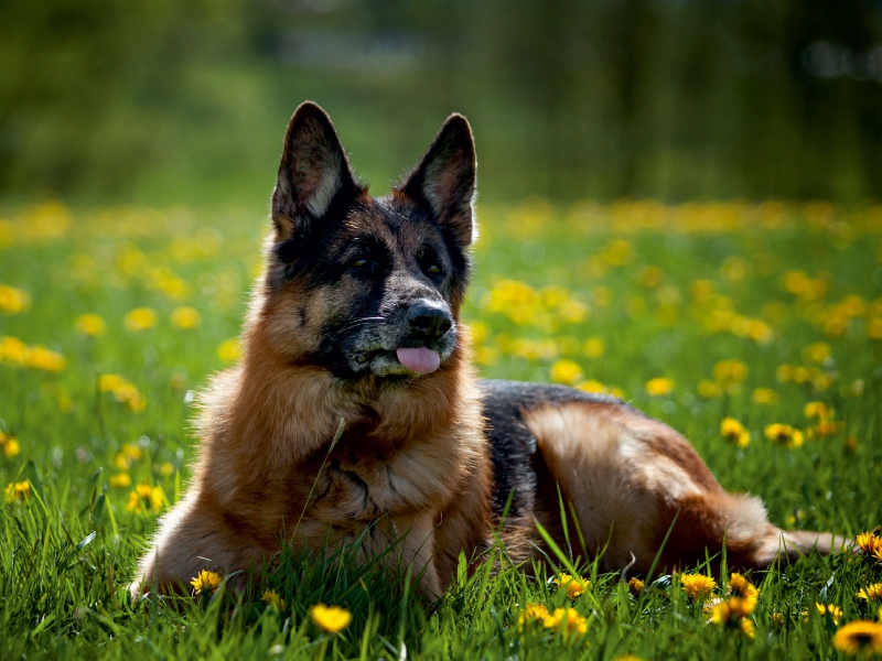 Deutscher Schäferhund