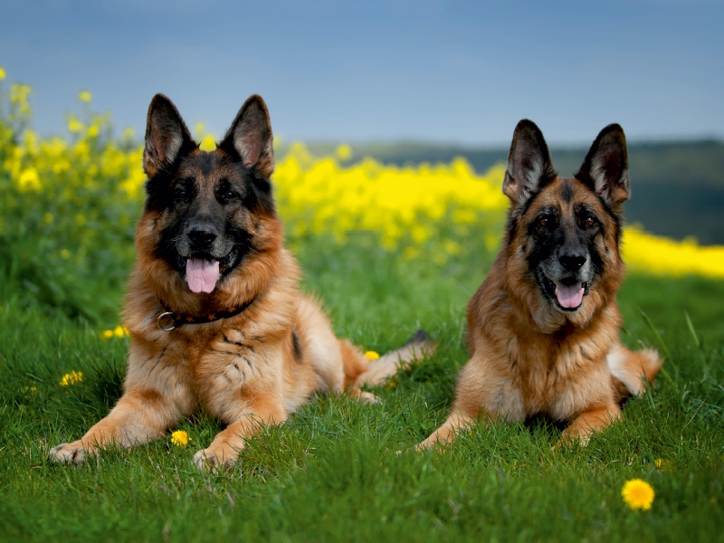 Deutsche Schäferhunde