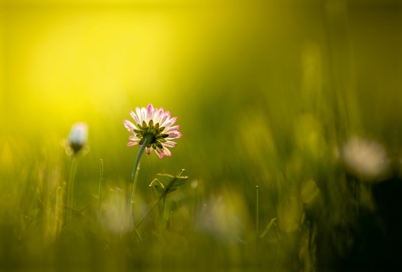 Gänseblümchen