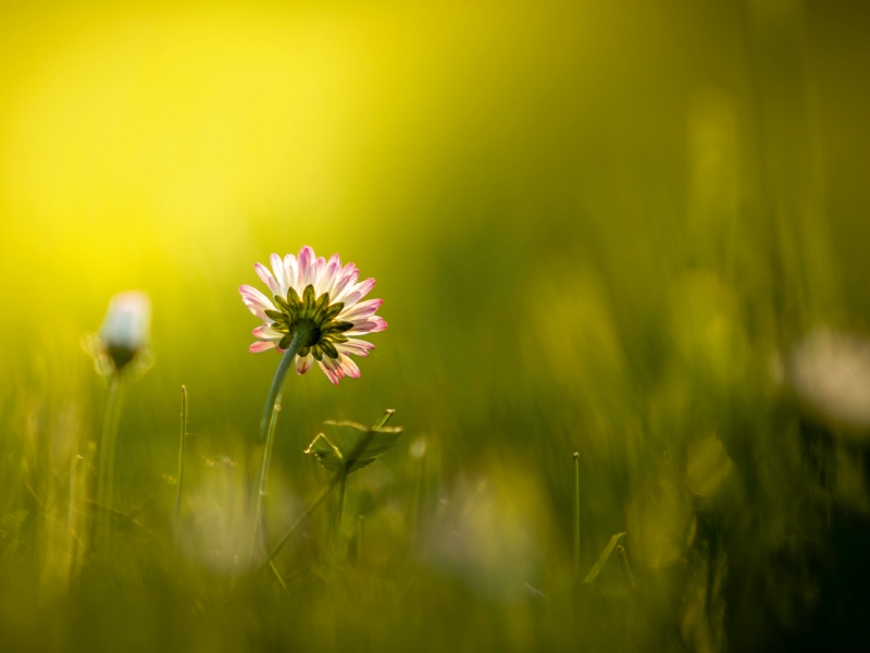 Gänseblümchen