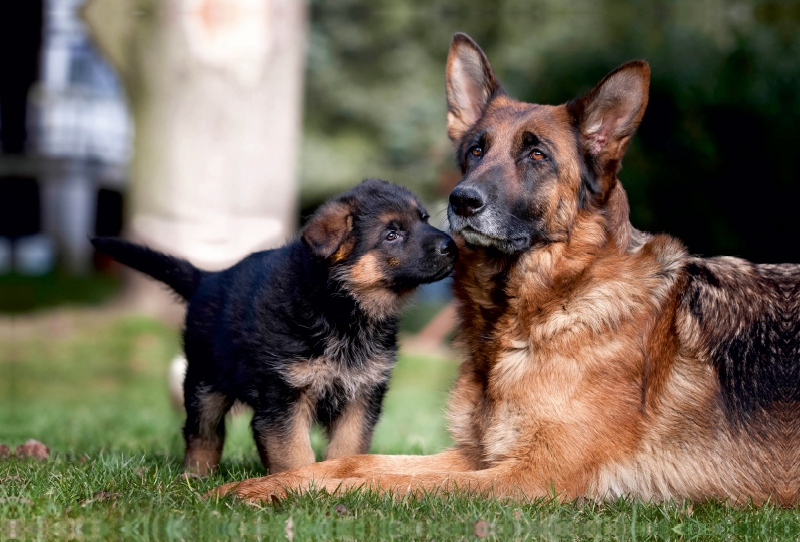 Schäferhund-Welpe mit Mutter