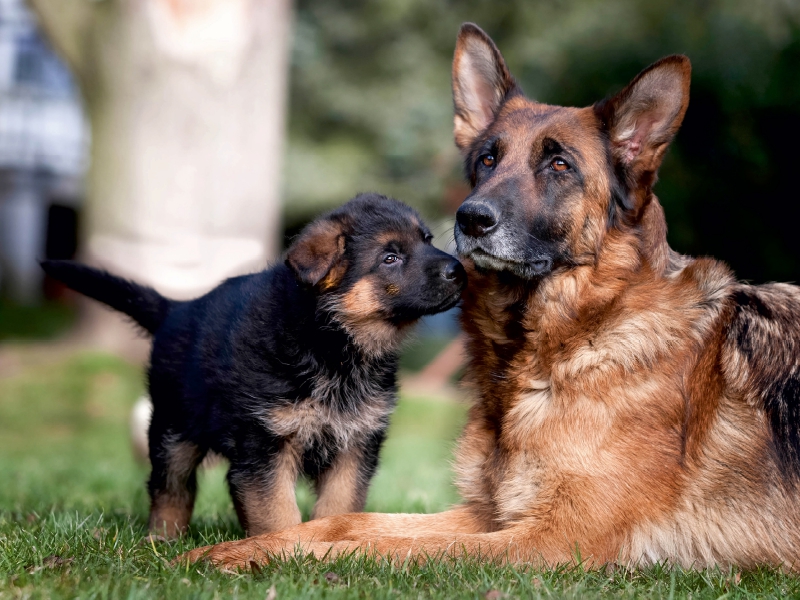 Schäferhund-Welpe mit Mutter