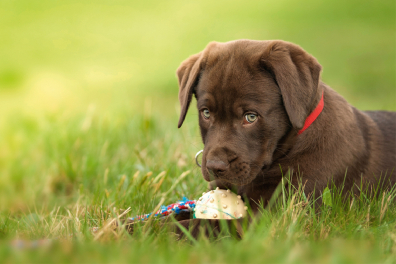 Labrador Welpe