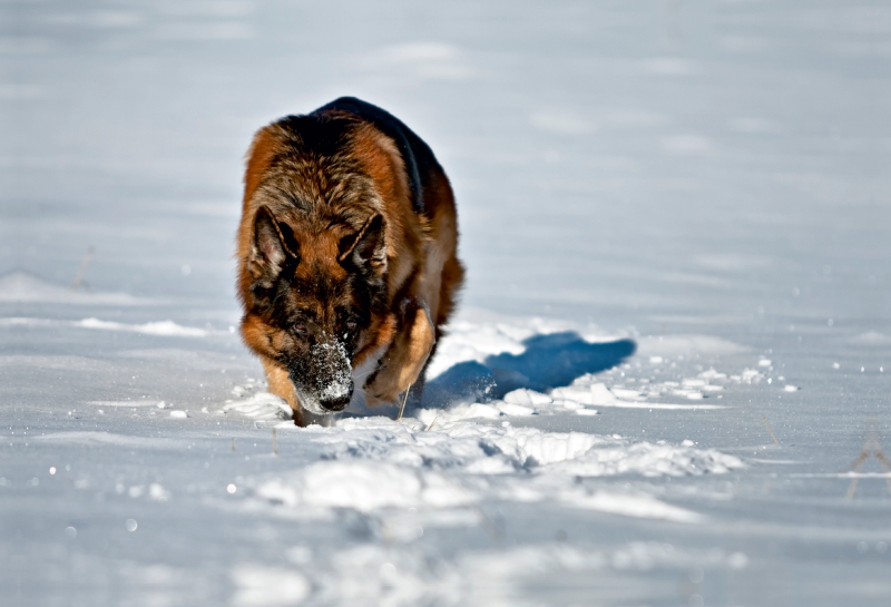 Deutscher Schäferhund