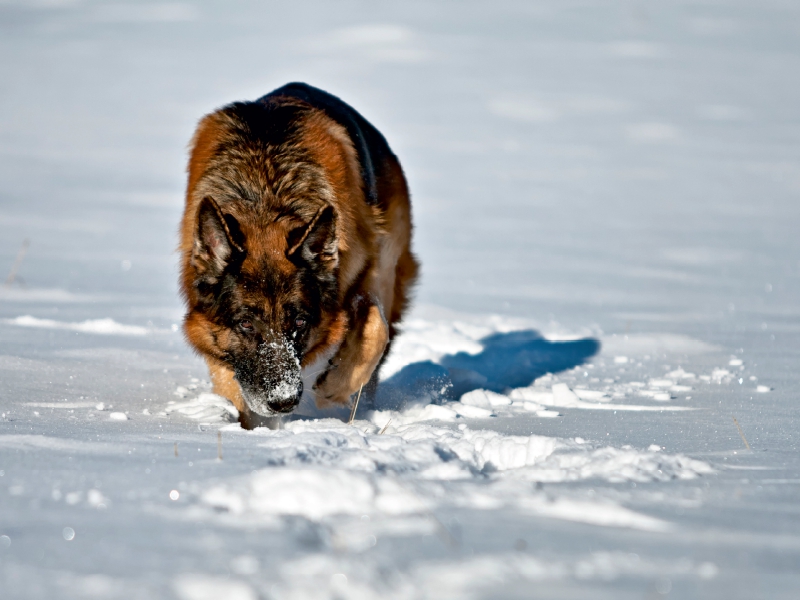 Deutscher Schäferhund