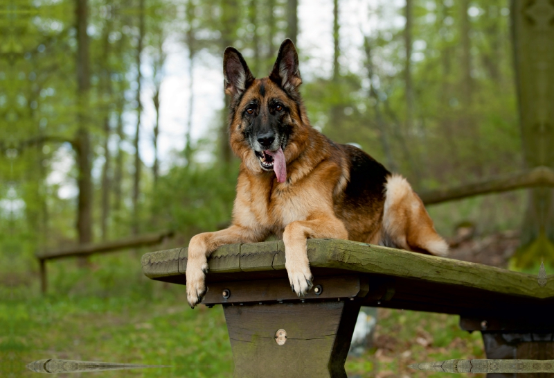 Deutscher Schäferhund