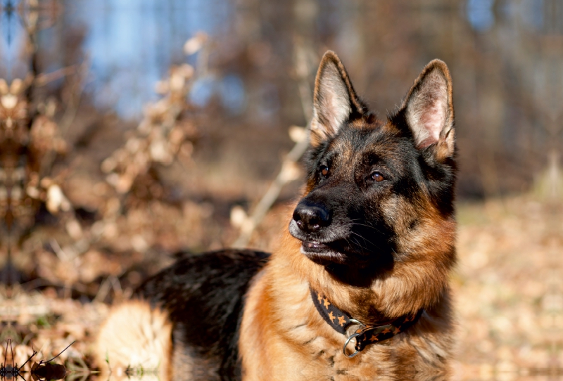 Deutscher Schäferhund