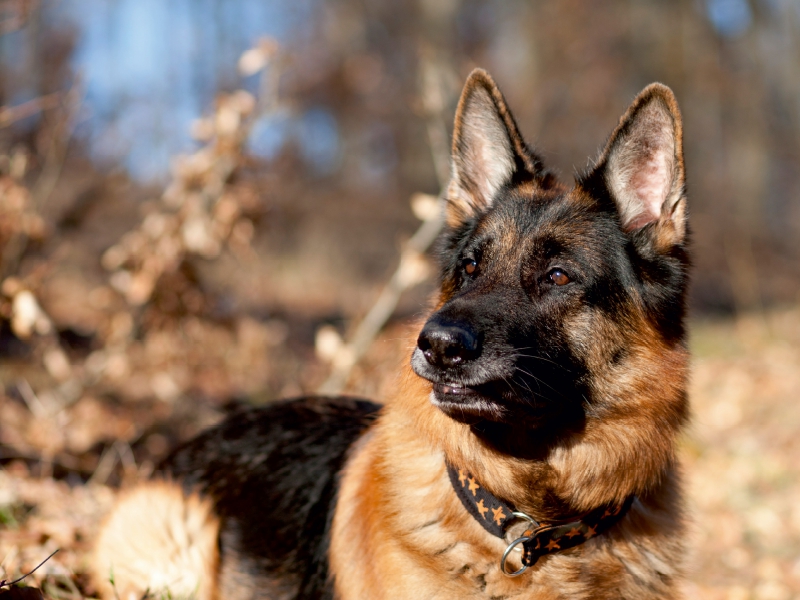 Deutscher Schäferhund