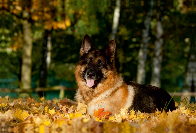 Deutscher Schäferhund