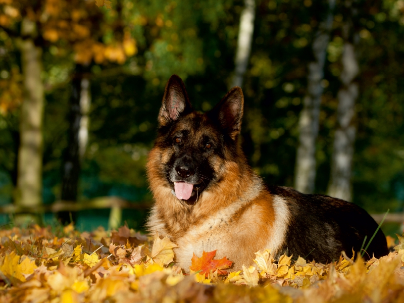 Deutscher Schäferhund