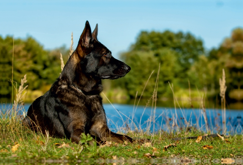 Deutscher Schäferhund