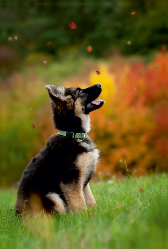 Deutscher Schäferhund