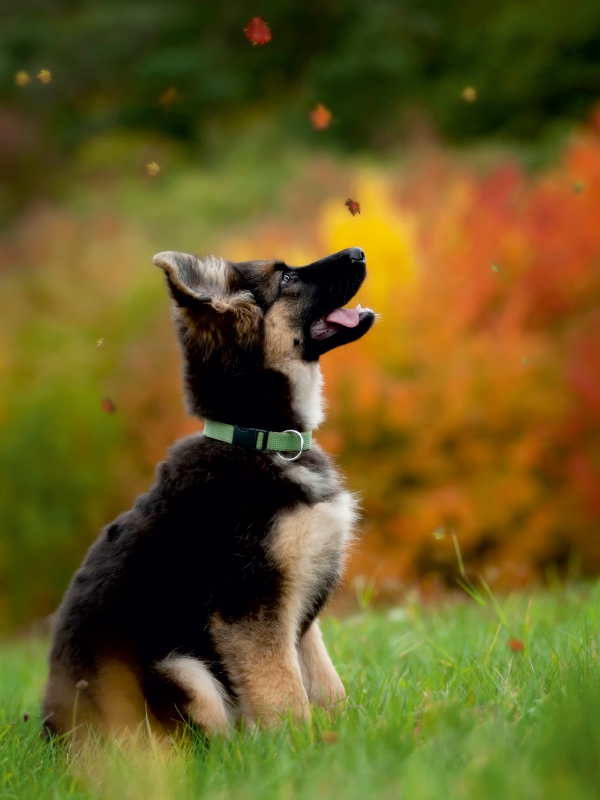 Deutscher Schäferhund