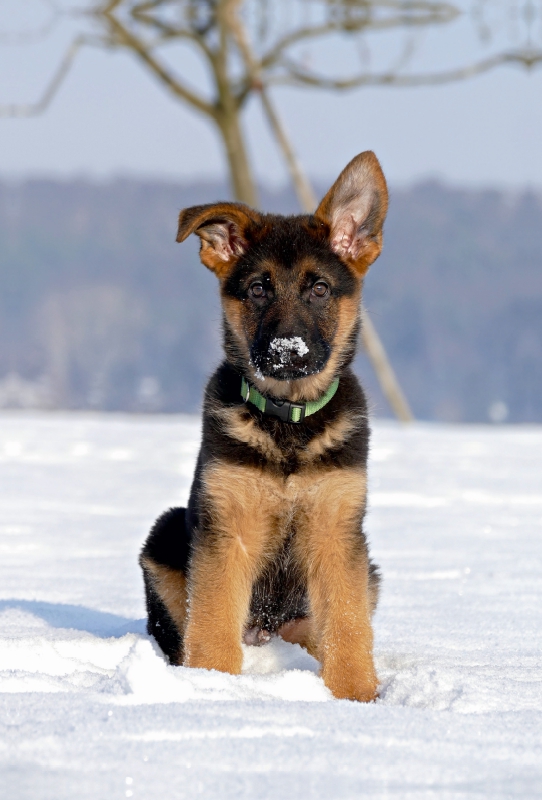 Deutscher Schäferhund