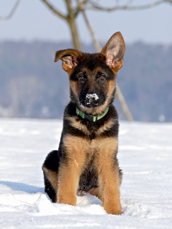 Deutscher Schäferhund