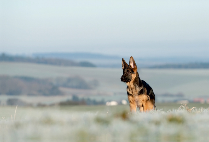 Deutscher Schäferhund