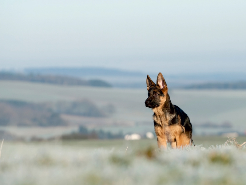 Deutscher Schäferhund