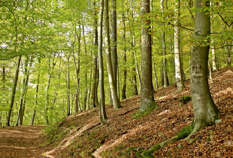 Rotbuche mit Gesicht am Knorreichenstieg