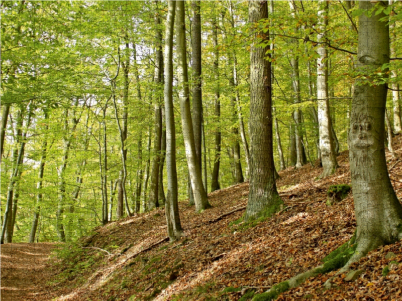 Rotbuche mit Gesicht am Knorreichenstieg