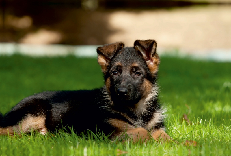 Deutscher Schäferhundwelpe