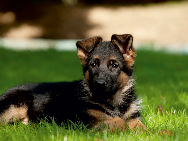 Deutscher Schäferhundwelpe