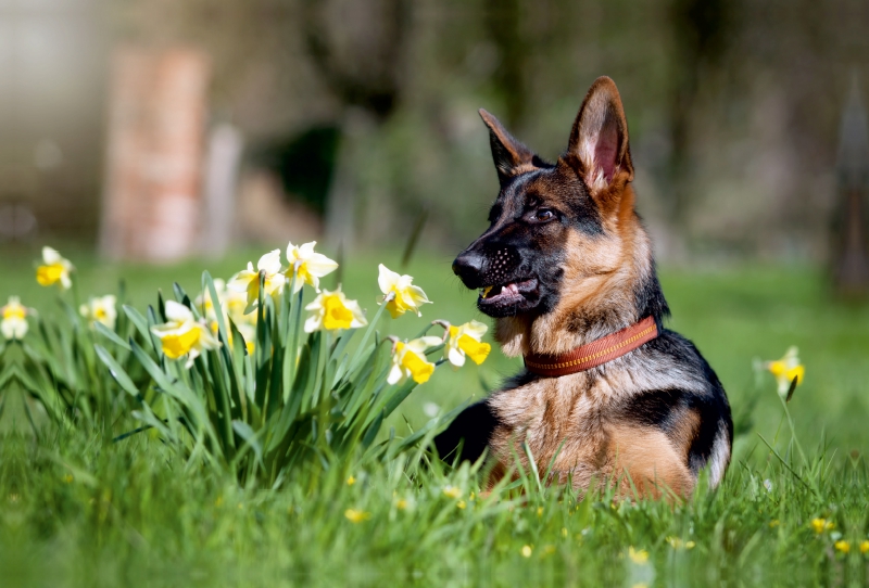 Deutscher Schäferhund