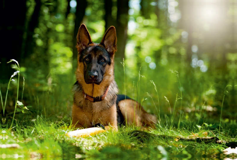 Deutscher Schäferhund