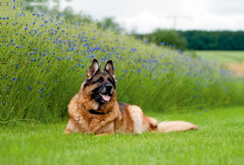 Deutscher Schäferhund