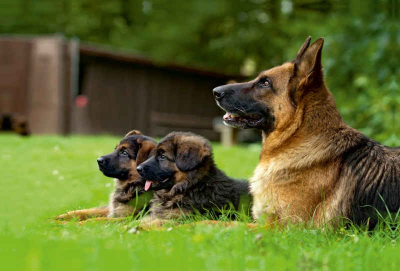 Deutscher Schäferhund