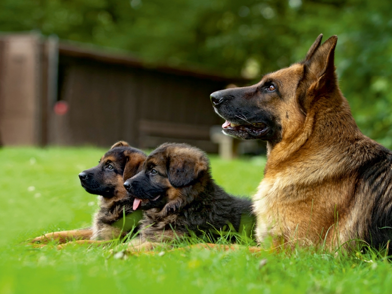 Deutscher Schäferhund