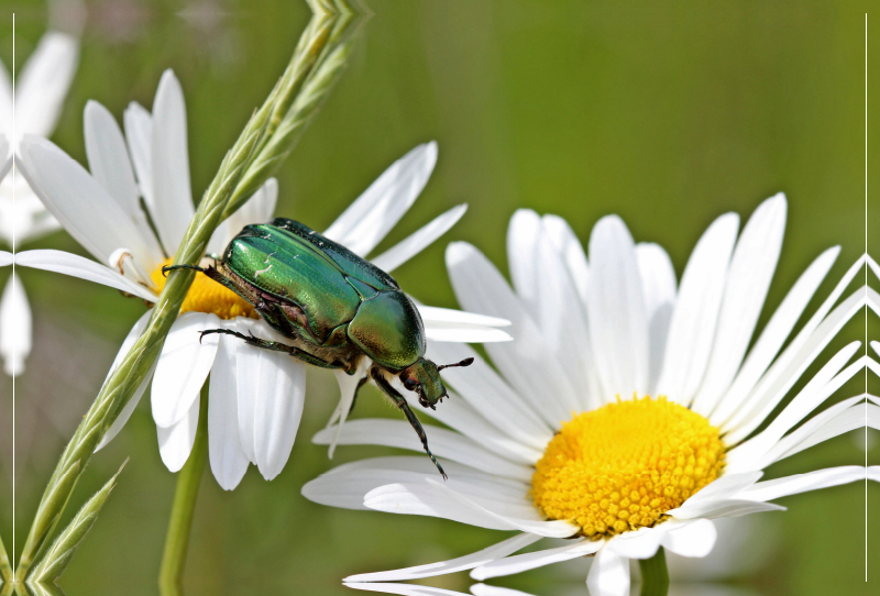 Rosenkäfer (Cetonia aurata) auf Margeritenblüten