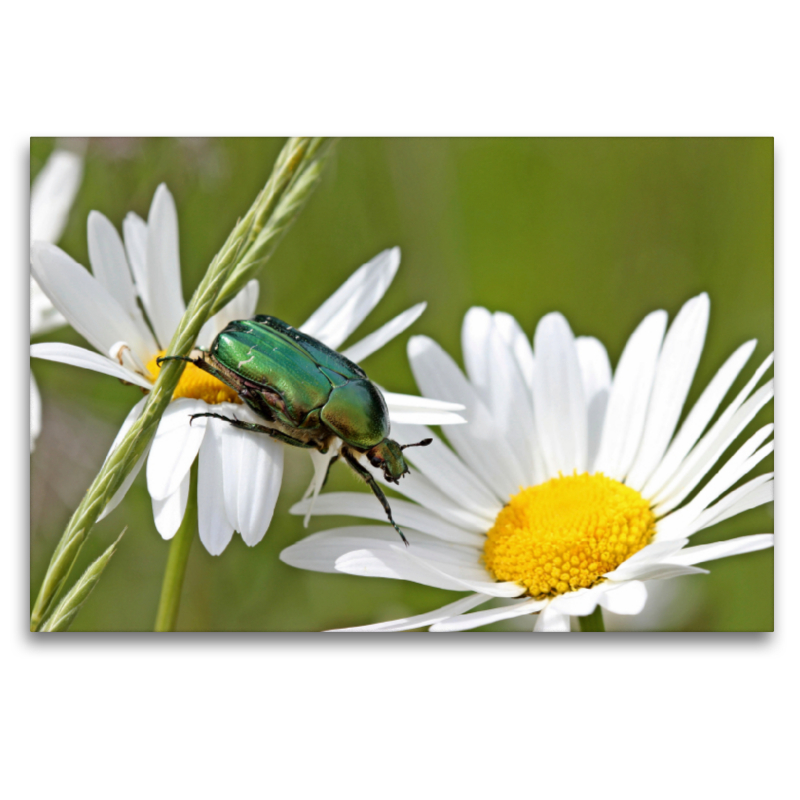 Rosenkäfer (Cetonia aurata) auf Margeritenblüten