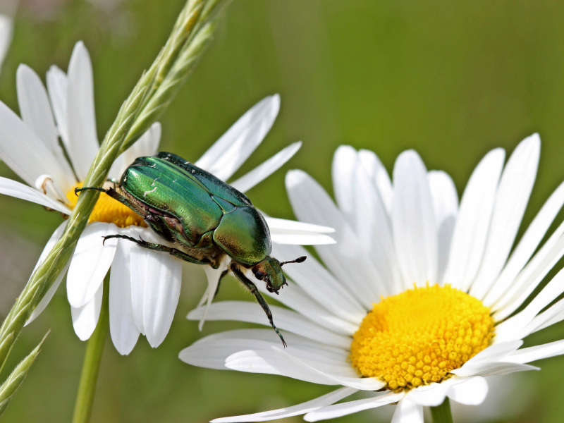 Rosenkäfer (Cetonia aurata) auf Margeritenblüten