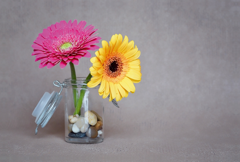 Ein Motiv aus dem Kalender Blumen fürs ganze Jahr - Familienplaner