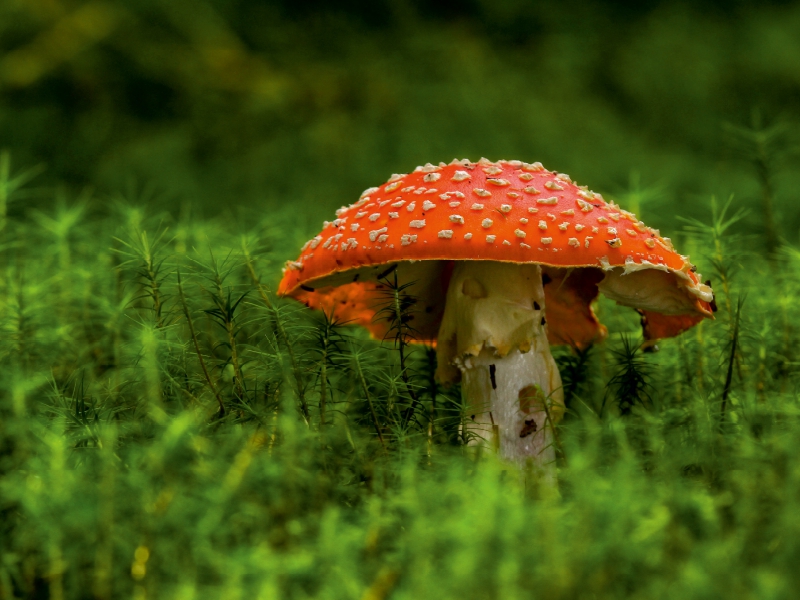 Ein Motiv aus dem Kalender Pilze, die stillen Waldbewohner 2017