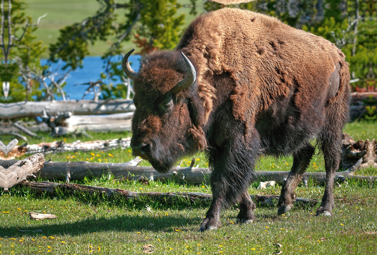 Bison im Yellowstone Nat'l Park