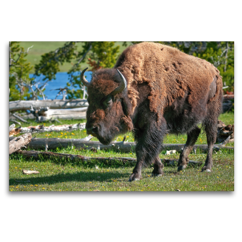 Bison im Yellowstone Nat'l Park