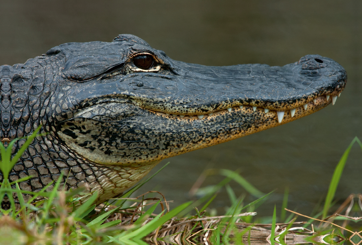 Missisippi Alligator