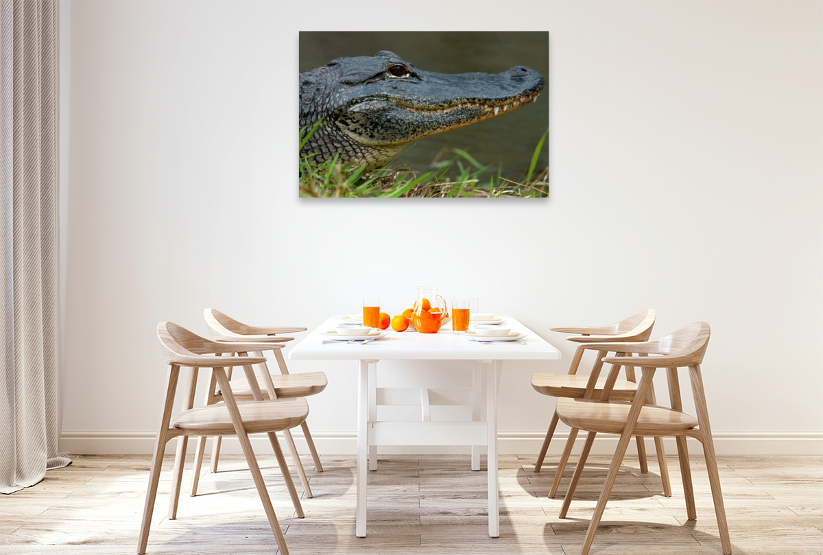 Missisippi Alligator