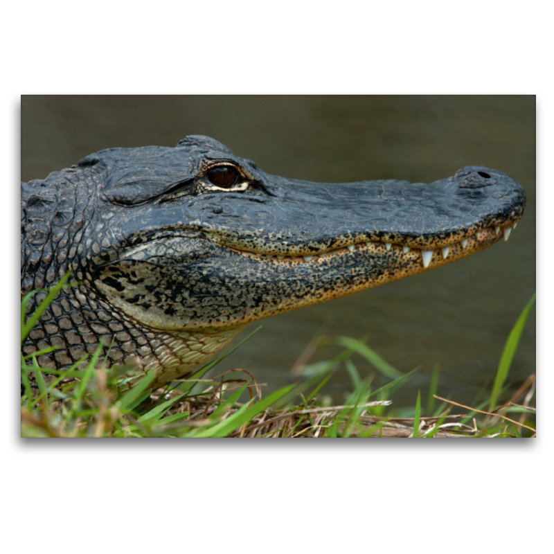 Missisippi Alligator