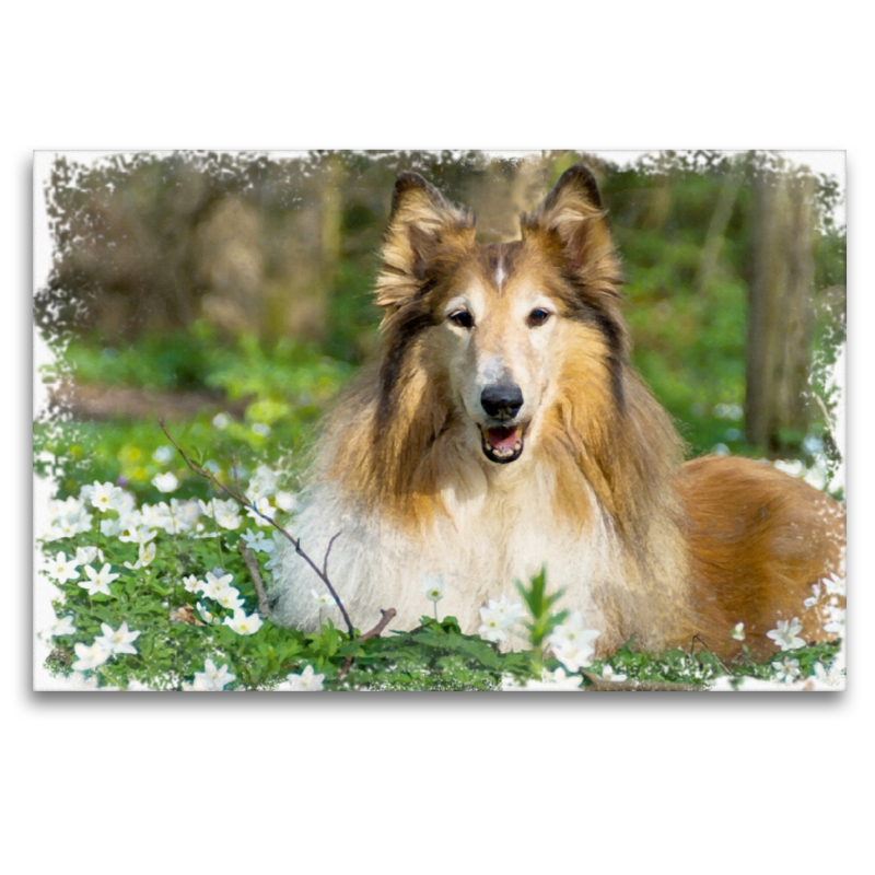 Collie