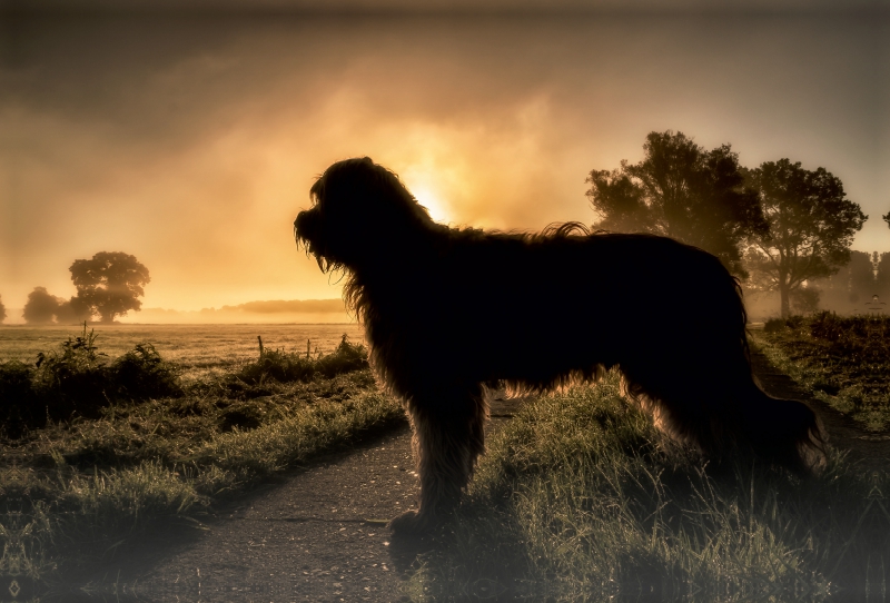 Briard im Sonnenaufgang