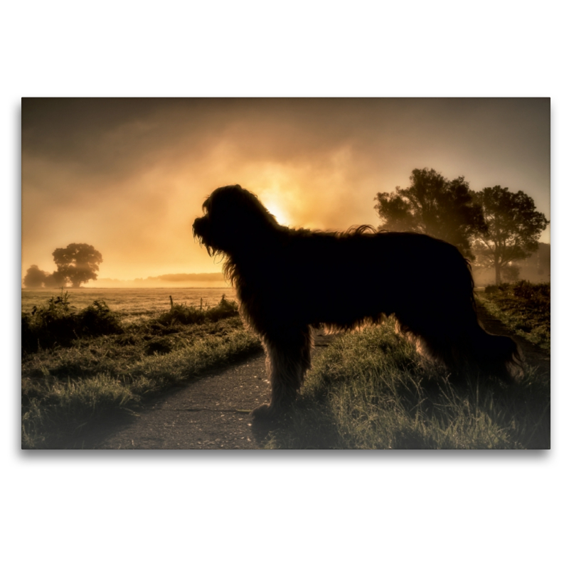 Briard im Sonnenaufgang