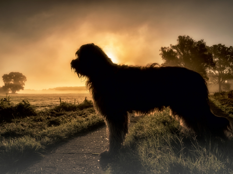 Briard im Sonnenaufgang