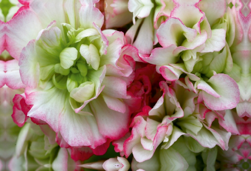 Pelargonie Rosebud Appleblossom