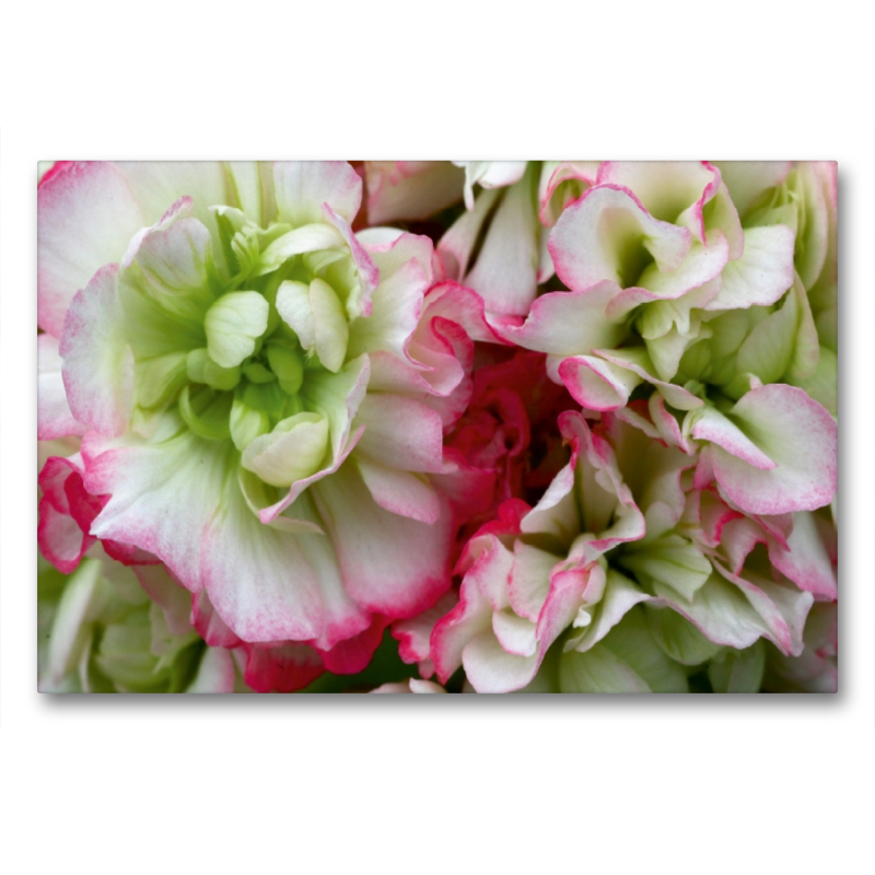 Pelargonie Rosebud Appleblossom