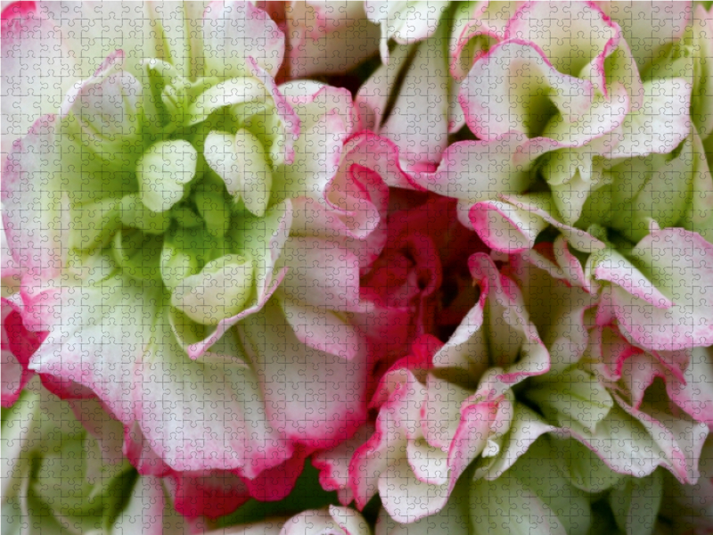 Pelargonie Rosebud Appleblossom