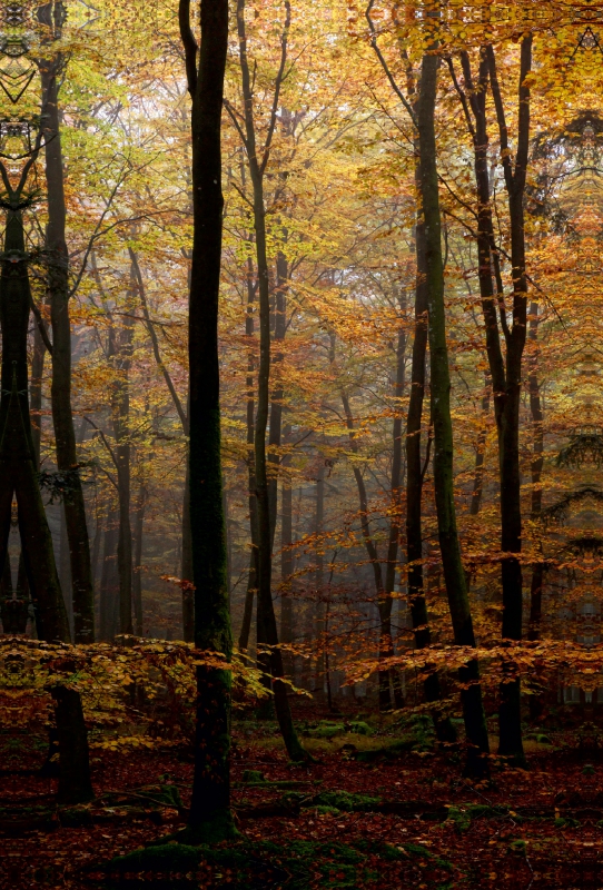 Herbst im Wald