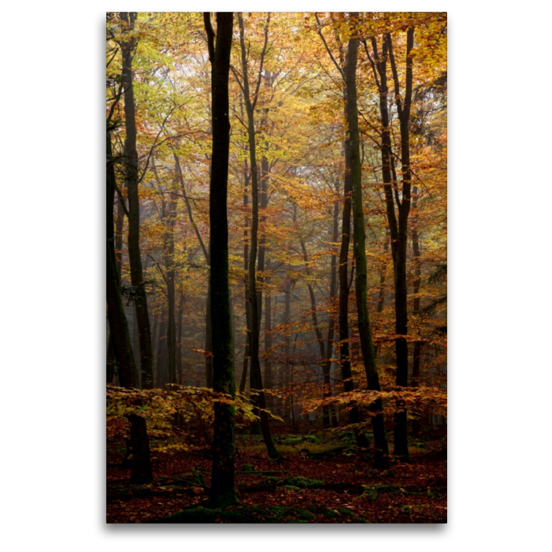 Herbst im Wald